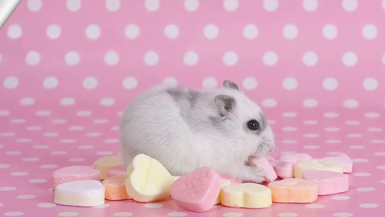 Красивый фото на обои милые 5 причин купить хомячка/ Good Pets - YouTube