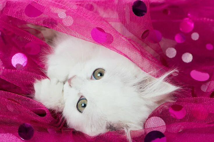 Красивый фото на обои милые Fondos de Pantalla Gato Gatitos Blanco Contacto visual Animalia descargar imagen