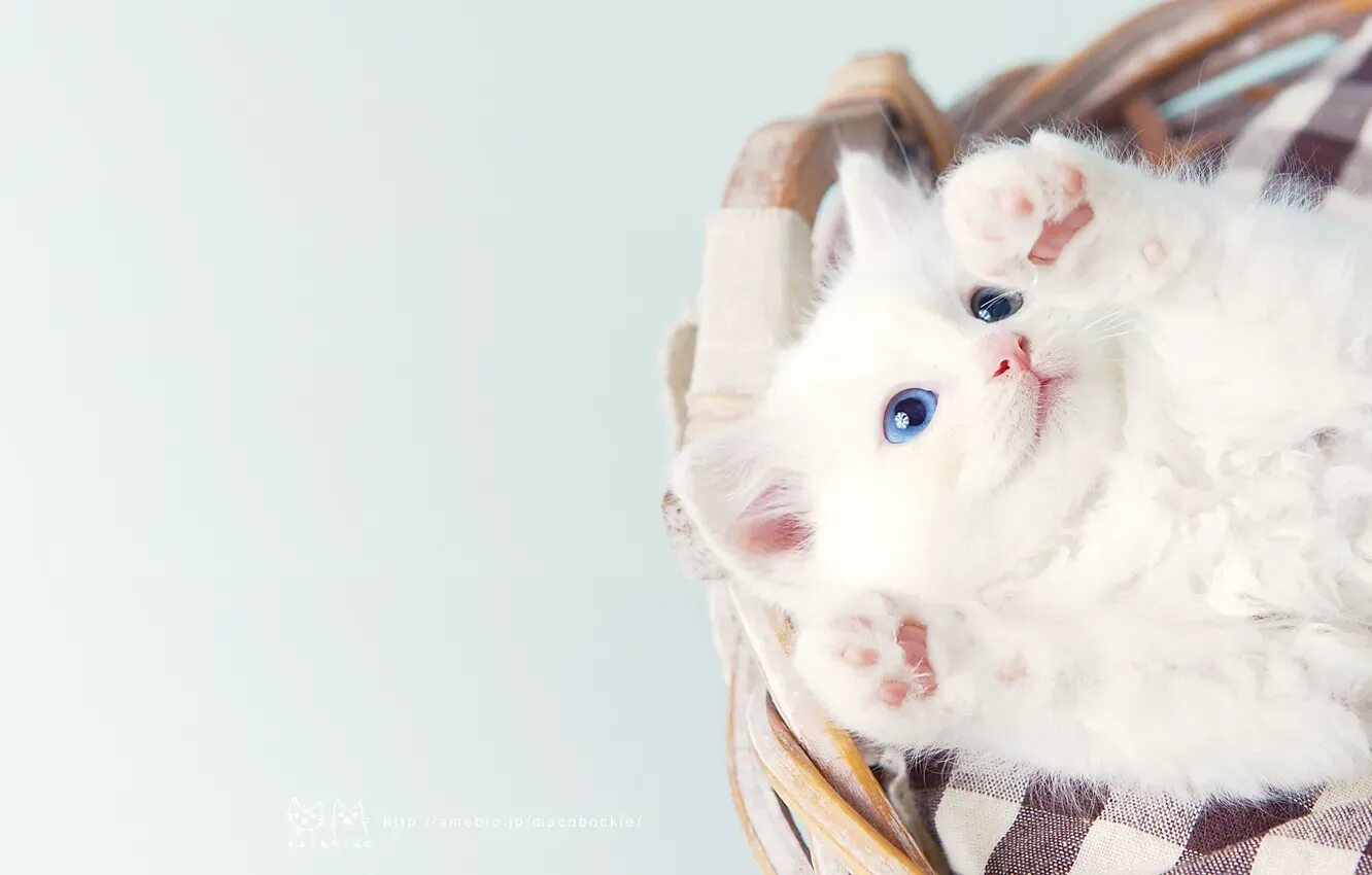 Красивый фото на обои милые Wallpaper cat, white, pussy for mobile and desktop, section кошки, resolution 19
