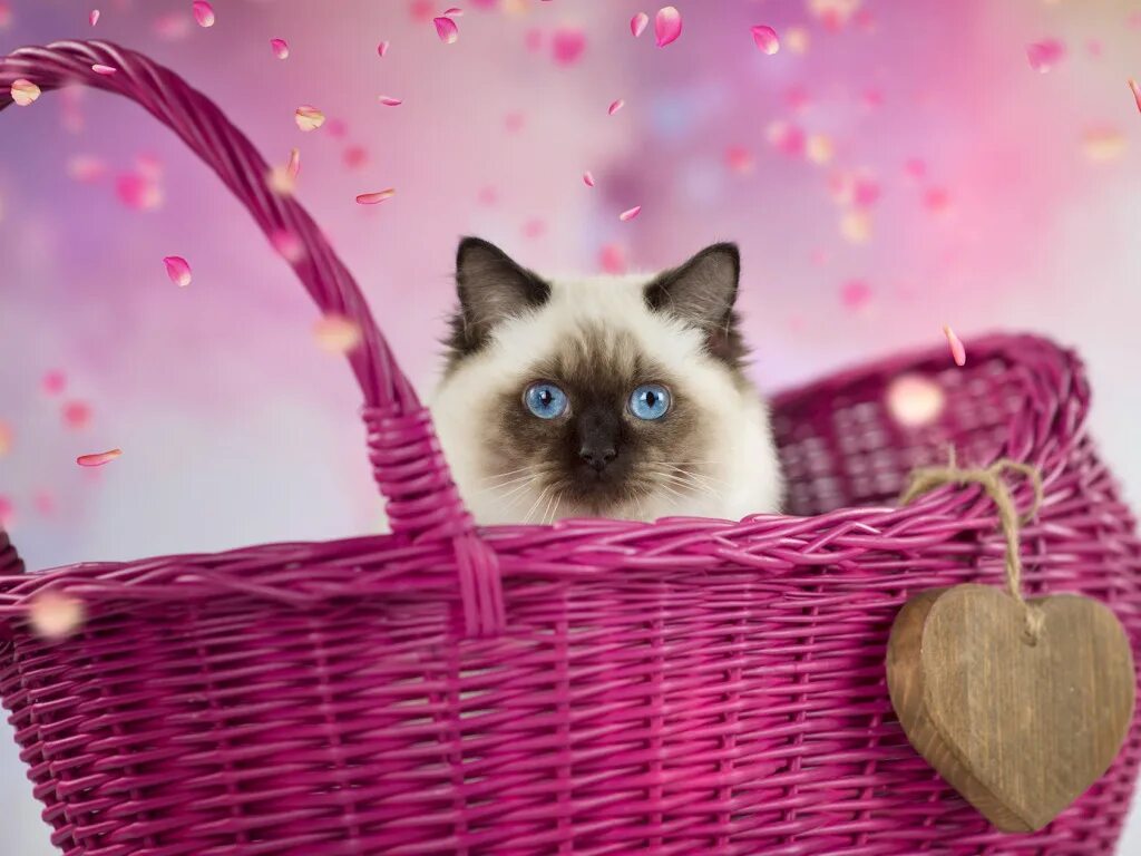 Красивый фото на обои милые Download wallpaper cat, kitty, background, heart, petals, fluffy, face, basket, 