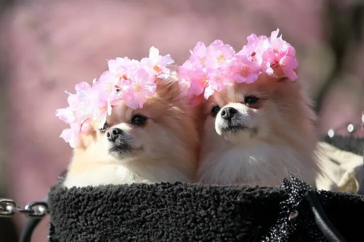 Красивый фото на обои милые Szpic miniaturowy Cute funny dogs, Cute pomeranian, Pomeranian puppy