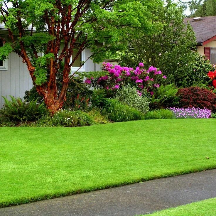 Красивый газон на даче своими руками How to Grow the Thickest Lawn in the Neighborhood Lawn care, Organic lawn, Lawn 