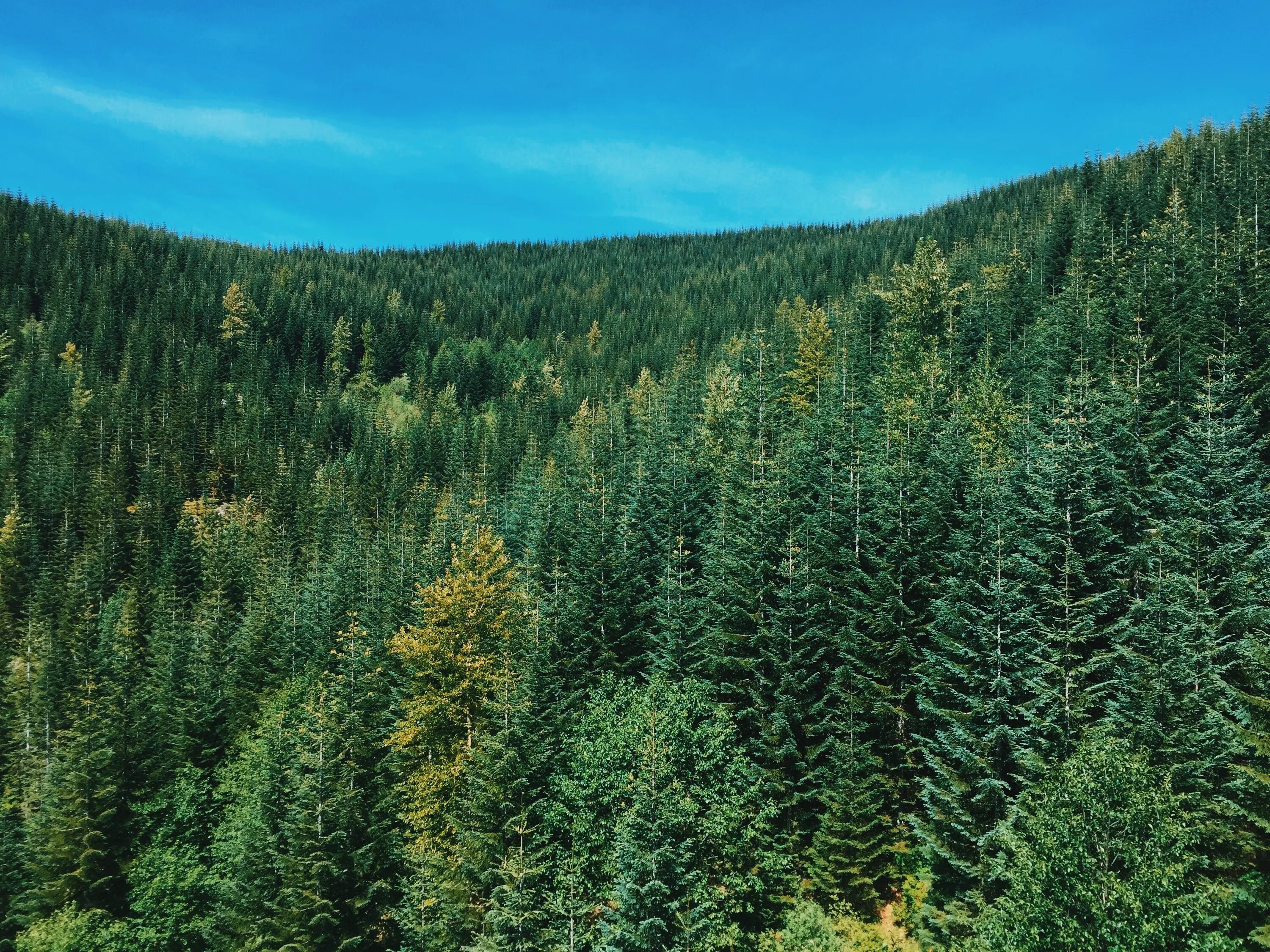 Красивый хвойный лес фото Free Images : landscape, tree, nature, wilderness, mountain, meadow, green, ever