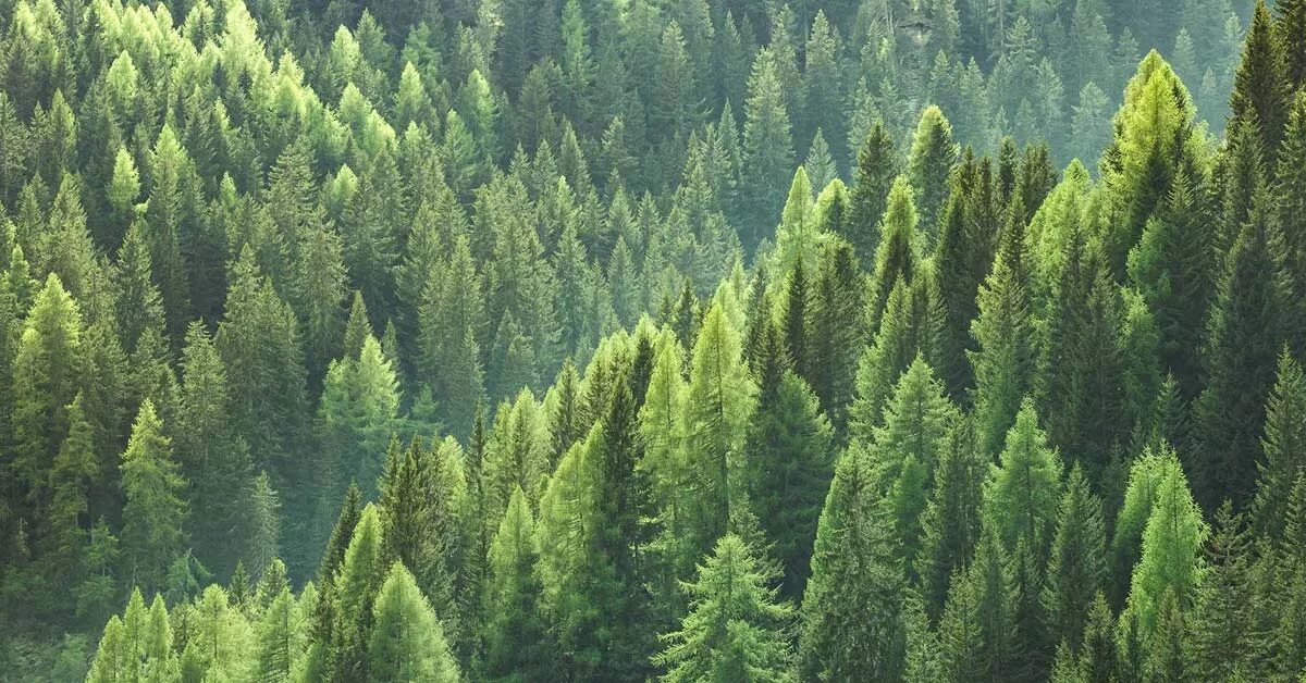 Красивый хвойный лес фото Sustainability Novacart Russia