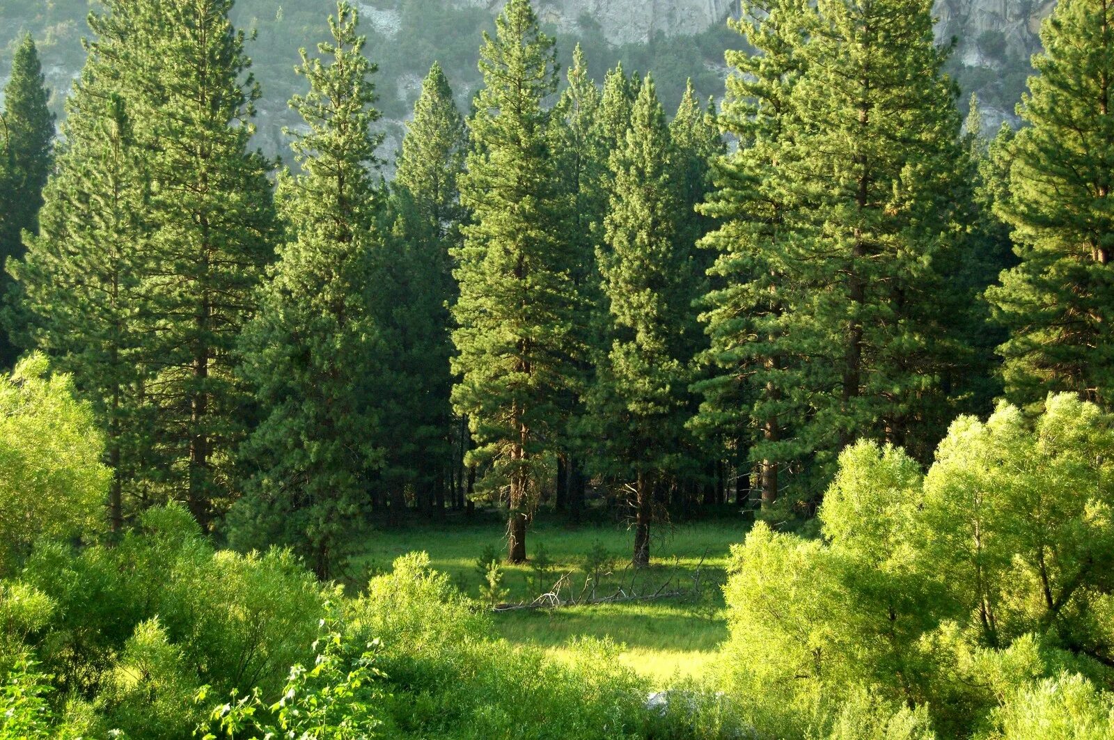 Красивый хвойный лес фото Climate change: why we need to see carbon as a resource World Economic Forum