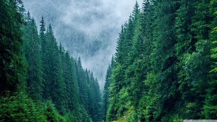 Красивый хвойный лес фото Explore the Beautiful Forests of Romania