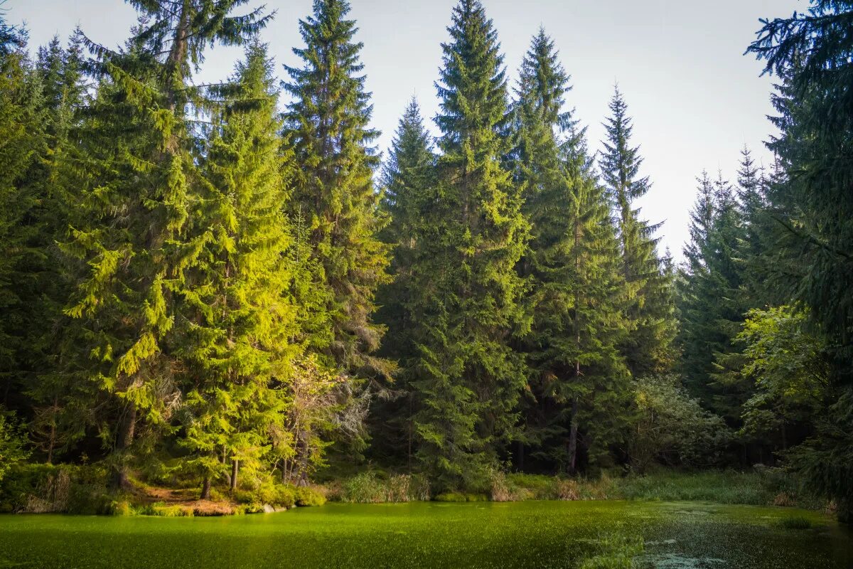 Красивый хвойный лес фото Free Images : landscape, tree, water, nature, wilderness, sky, meadow, leaf, flo