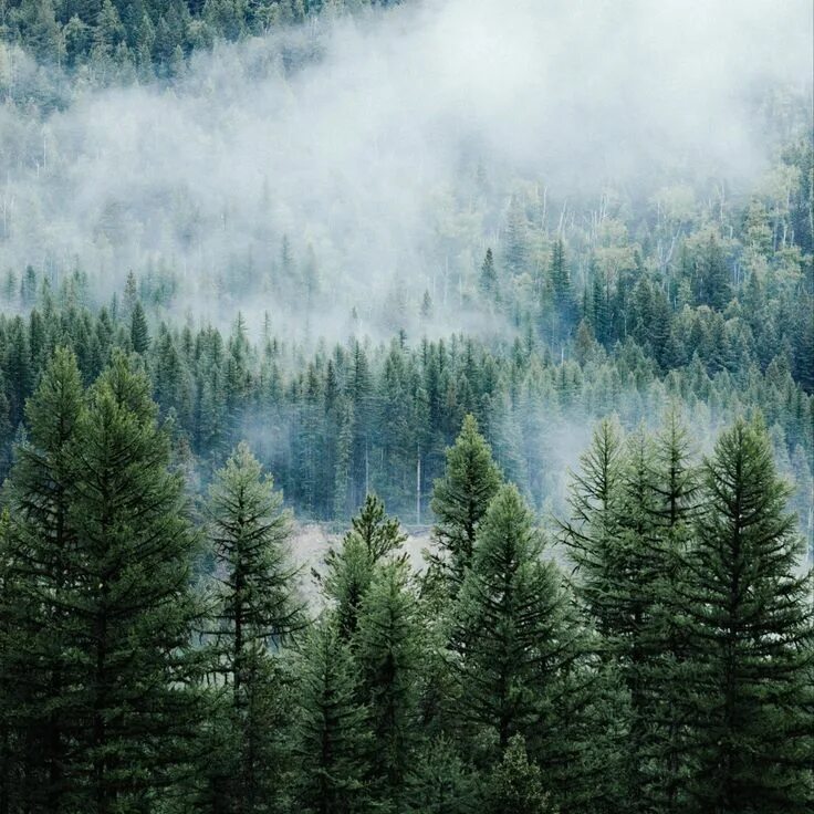 Красивый хвойный лес фото 2780x2780 Wallpaper forest, trees, fog, tops, spruce, pine Pine forest, Pine tre