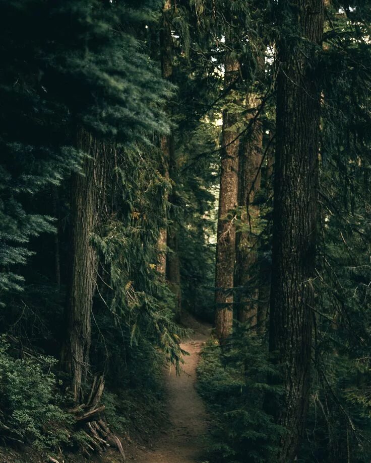 Красивый хвойный лес фото Hannah Kemp : Photo Beautiful nature, Nature photography, Scenery