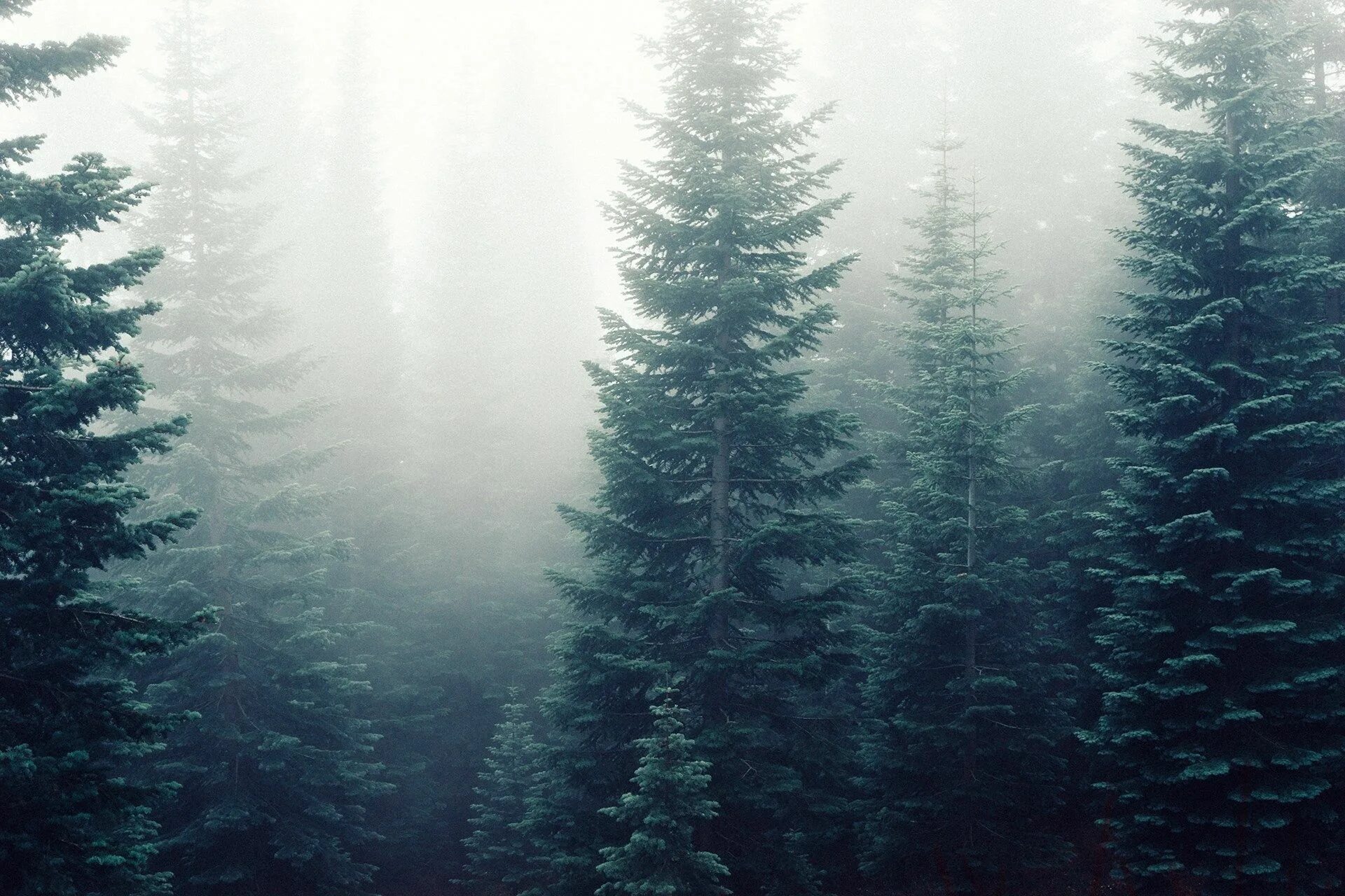 Красивый хвойный лес фото forest desktop wallpaper hd wallpapers Forest photos, Foggy forest, Forest wallp