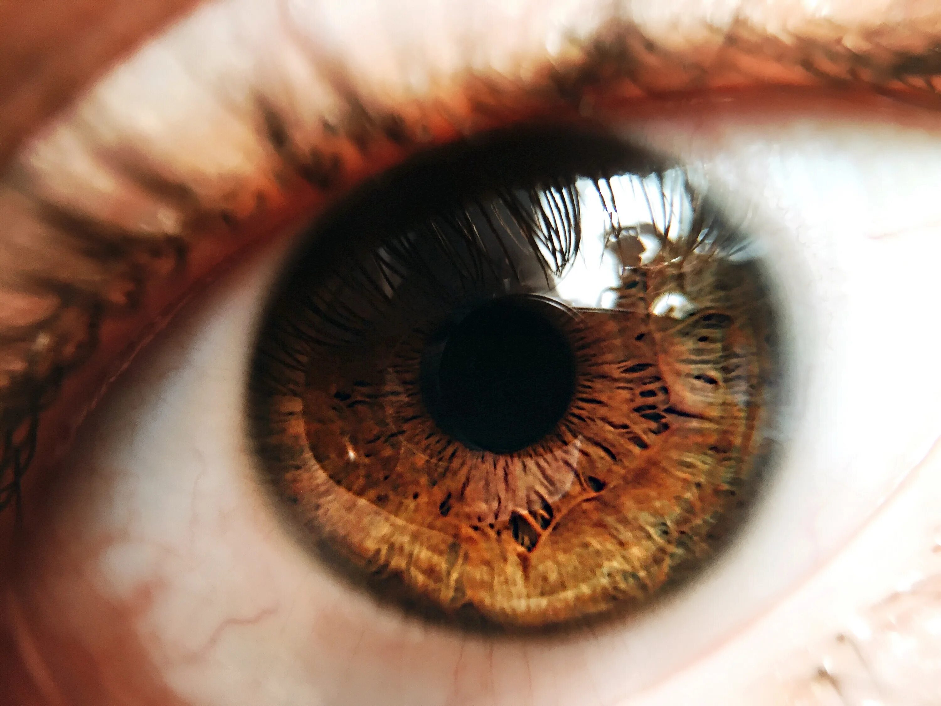 Красивый карий глаз фото Free Images : color, brown, mouth, eyelash, close up, human body, nose, iris, ey
