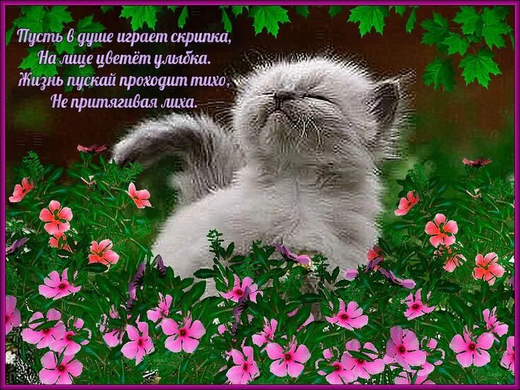 Красивый картинки с хорошей пожелание Pin by Римма on ДОБРОЕ УТРО ! Привет !☕ ☕ Cats, Animals