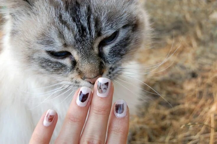 Красивый кошачий маникюр DIY Petits chats et ongles parfaits ne sont pas incompatibles Cat nails, Cat nai