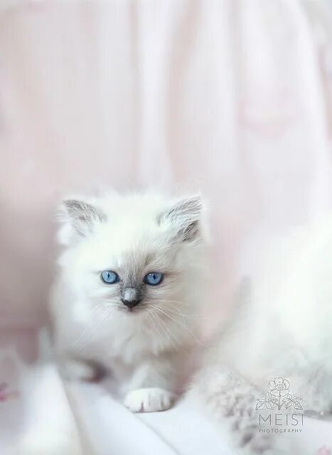 Красивый котенок фото с голубыми глазами Pearl Ragdoll cat, Cats, Kittens and puppies