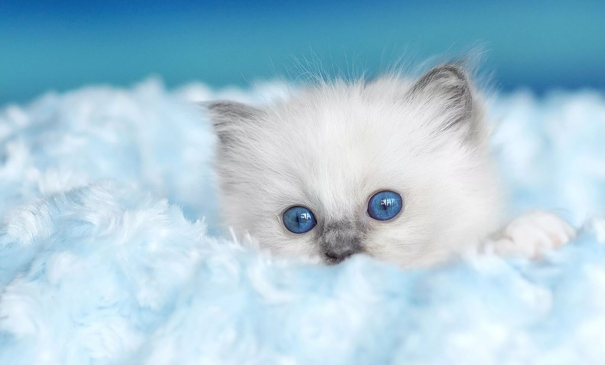 Красивый котенок фото с голубыми глазами Download wallpaper cat, kitty, background, fluffy, fur, face, blue-eyed, ragdoll