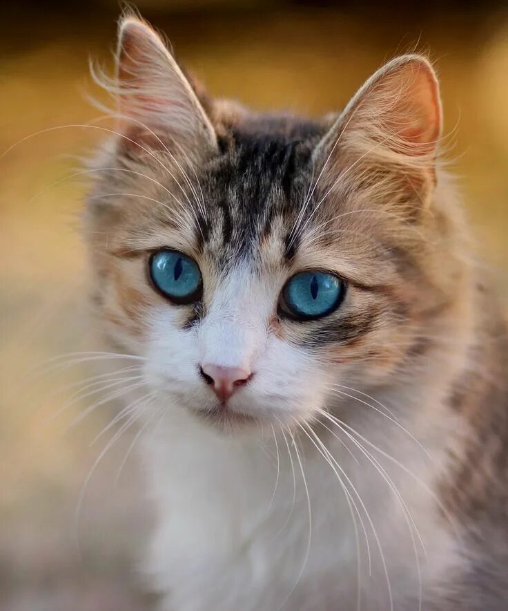 Красивый котенок фото с голубыми глазами Cat Blue Eyes Pet - Free photo on Pixabay Cat fleas, Cat with blue eyes, Beautif