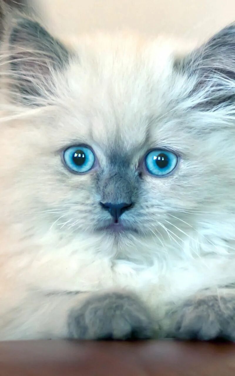 Красивый котенок фото с голубыми глазами Скачать 800x1280 котенок, пушистый, голубоглазый обои, картинки samsung galaxy n
