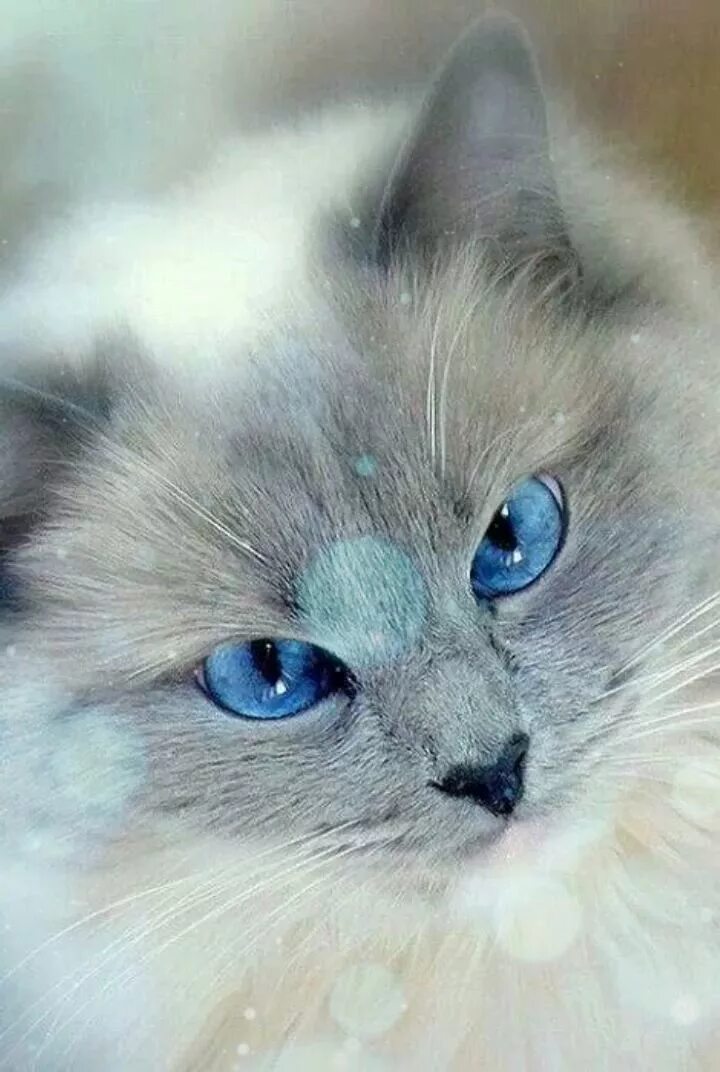 Красивый котенок фото с голубыми глазами Épinglé par Beauty & Co sur MonTaGeS AnimauX *** Vidéo Chat mignon, Chats et cha