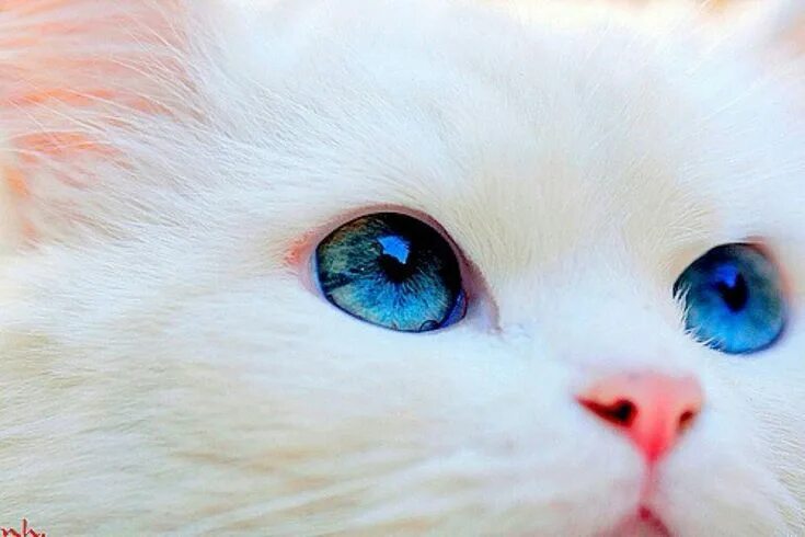 Красивый котенок фото с голубыми глазами Image discovered by Misa. Find images and videos about white, blue and eyes on W