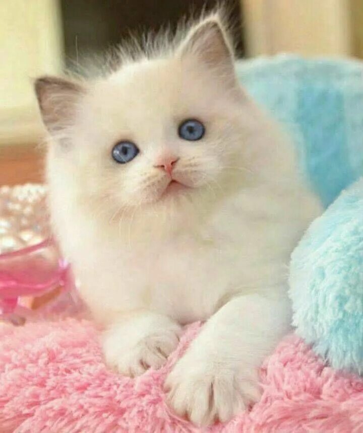 Красивый котенок фото с голубыми глазами Pin on Felinos Hermosos !! Kittens and puppies, Cute cats, Cute cats and kittens