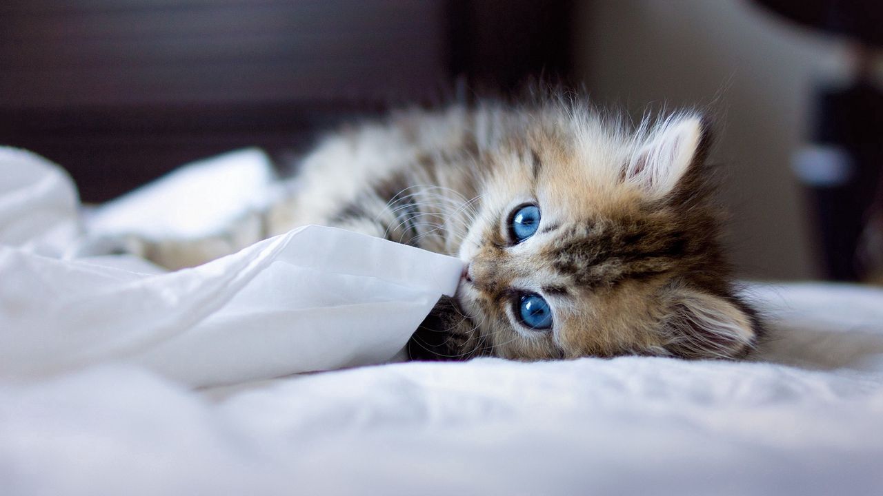 Красивый котенок фото с голубыми глазами Wallpaper kitten, blue-eyed, furry, blanket, playful hd, picture, image