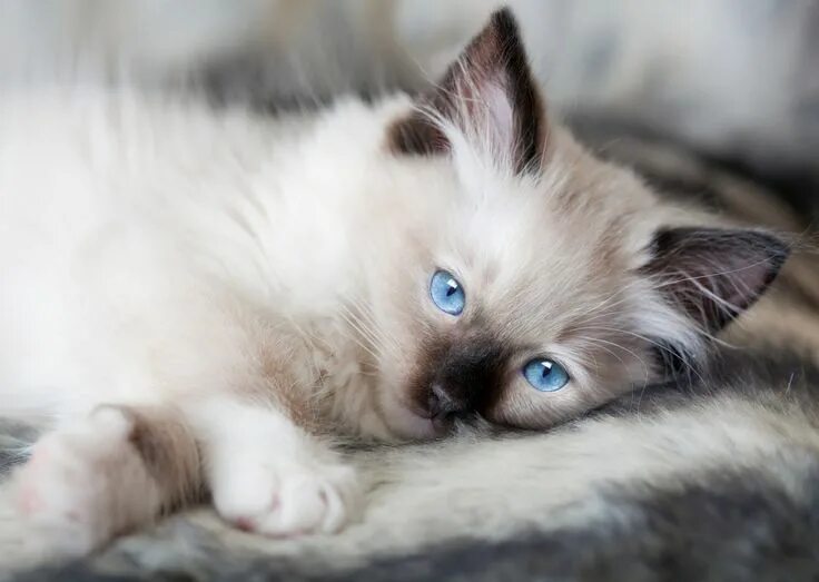 Красивый котенок фото с голубыми глазами Ragdoll Pictures Gallery Schattige dieren, Ragdoll katten, Katten