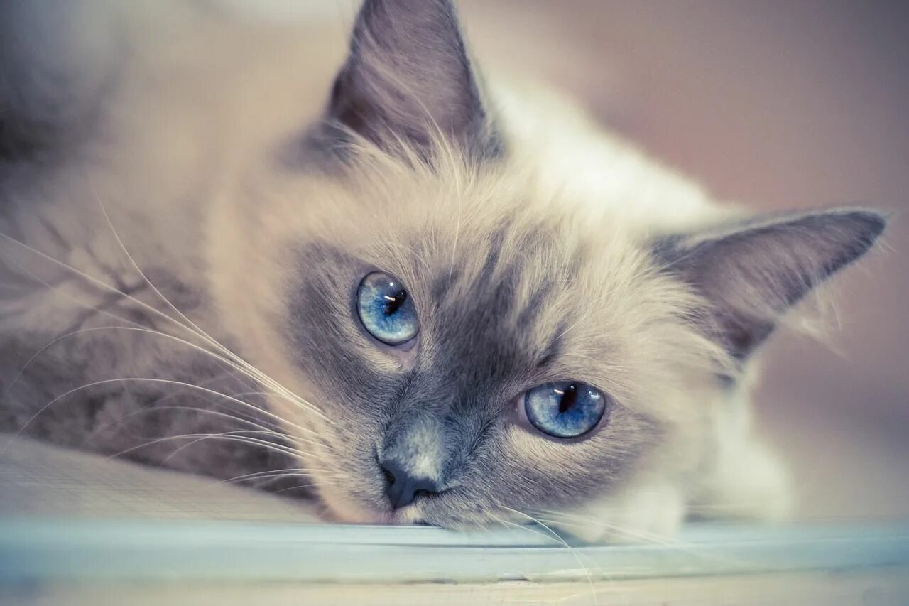 Красивый котенок фото с голубыми глазами Top 5 des races de chats en appartement