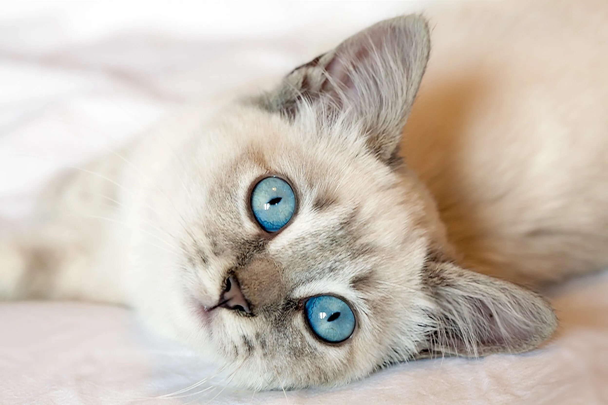 Красивый котенок фото с голубыми глазами Strains, Sprains and Pulled Muscles - Soft Tissue Injuries in Cats Cat with blue