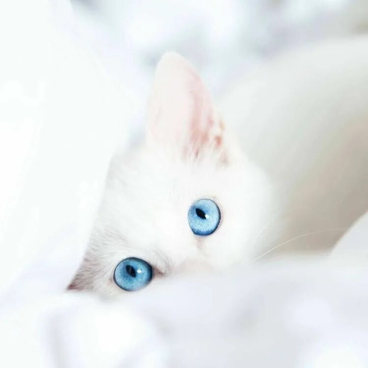 Красивый котенок фото с голубыми глазами Пин от пользователя Carrie на доске Animals Милые котики, Самые милые животные, 