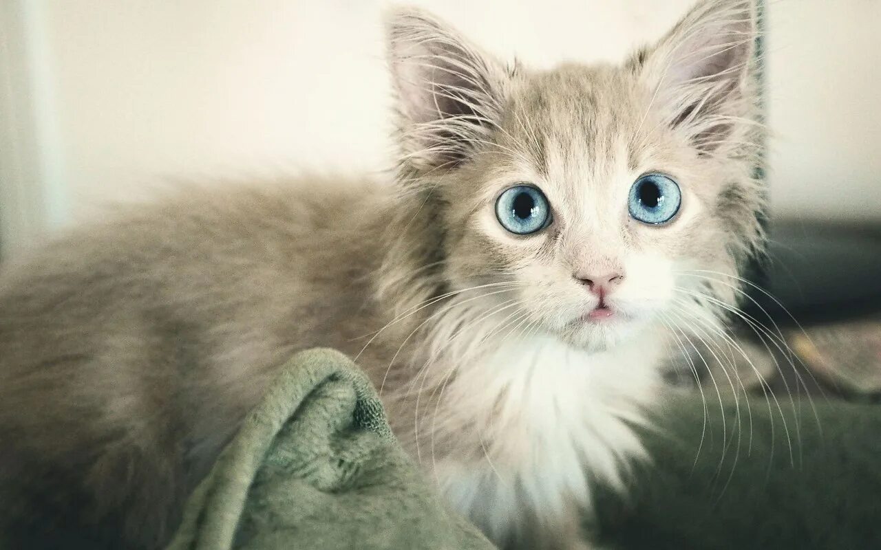 Красивый котенок фото с голубыми глазами Котики - муркотики - 19 апреля 2018 в 02:29