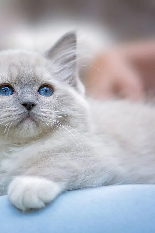 Красивый котенок фото с голубыми глазами Скачать обои котёнок, голубые глаза, Рэгдолл, раздел кошки в разрешении 640x960