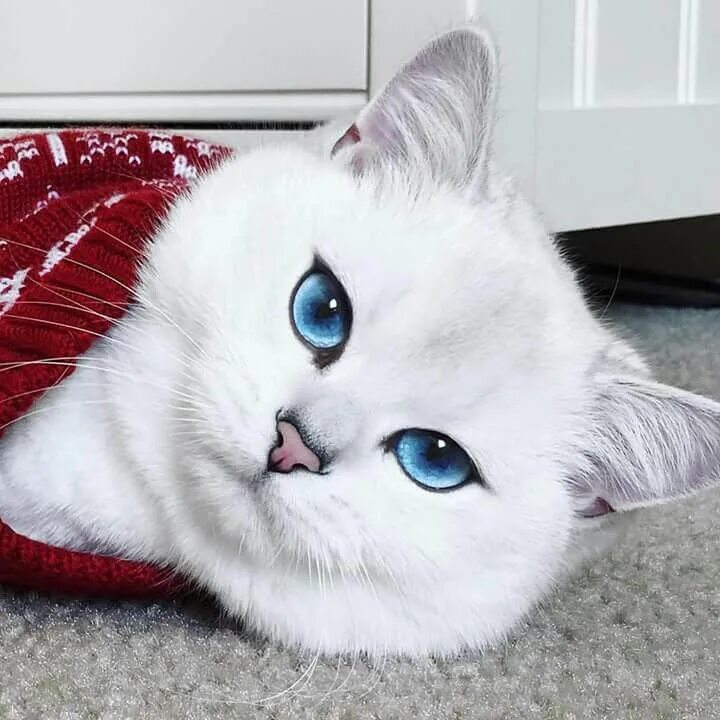 Красивый котенок фото с голубыми глазами "Coby The Cat" on Facebook. Beautiful cats, Baby cats, Pretty cats