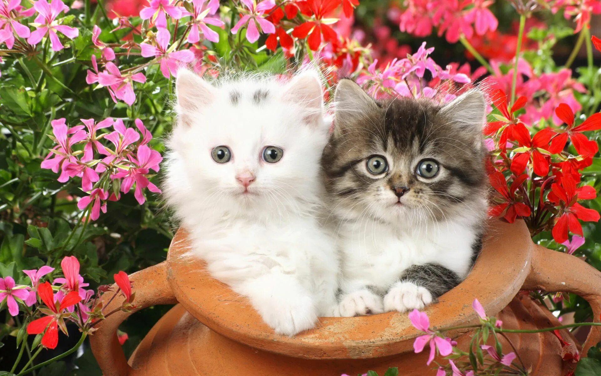 Красивый котик фото скачать бесплатно Top 50 Cute and Adorable Kitten Wallpapers