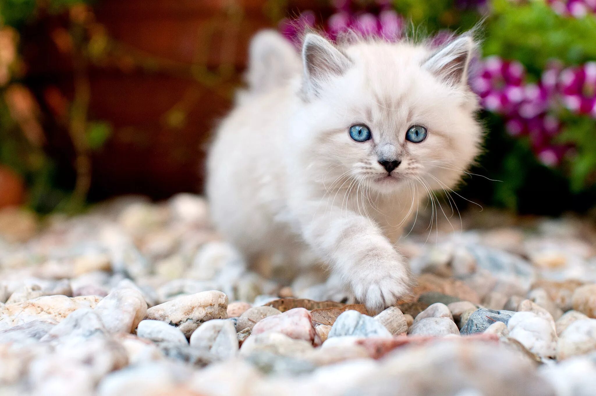 Красивый котик фото скачать бесплатно обои : Кот, Животные, голубые глаза 2048x1360 - WallpaperManiac - 1490623 - крас