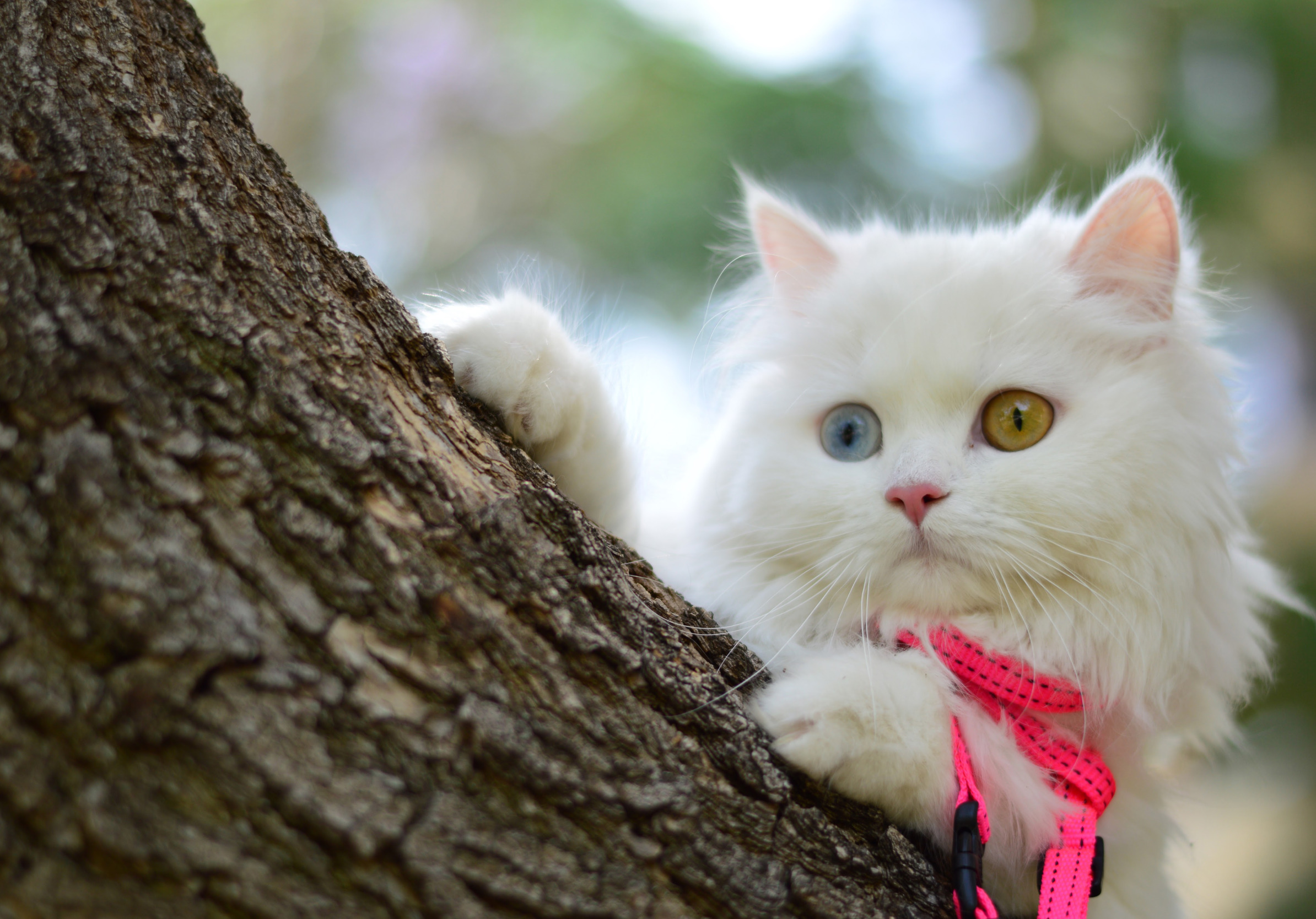 Красивый котик фото скачать бесплатно Скачать обои белый, взгляд, дерево, мордочка, котёнок, раздел кошки в разрешении