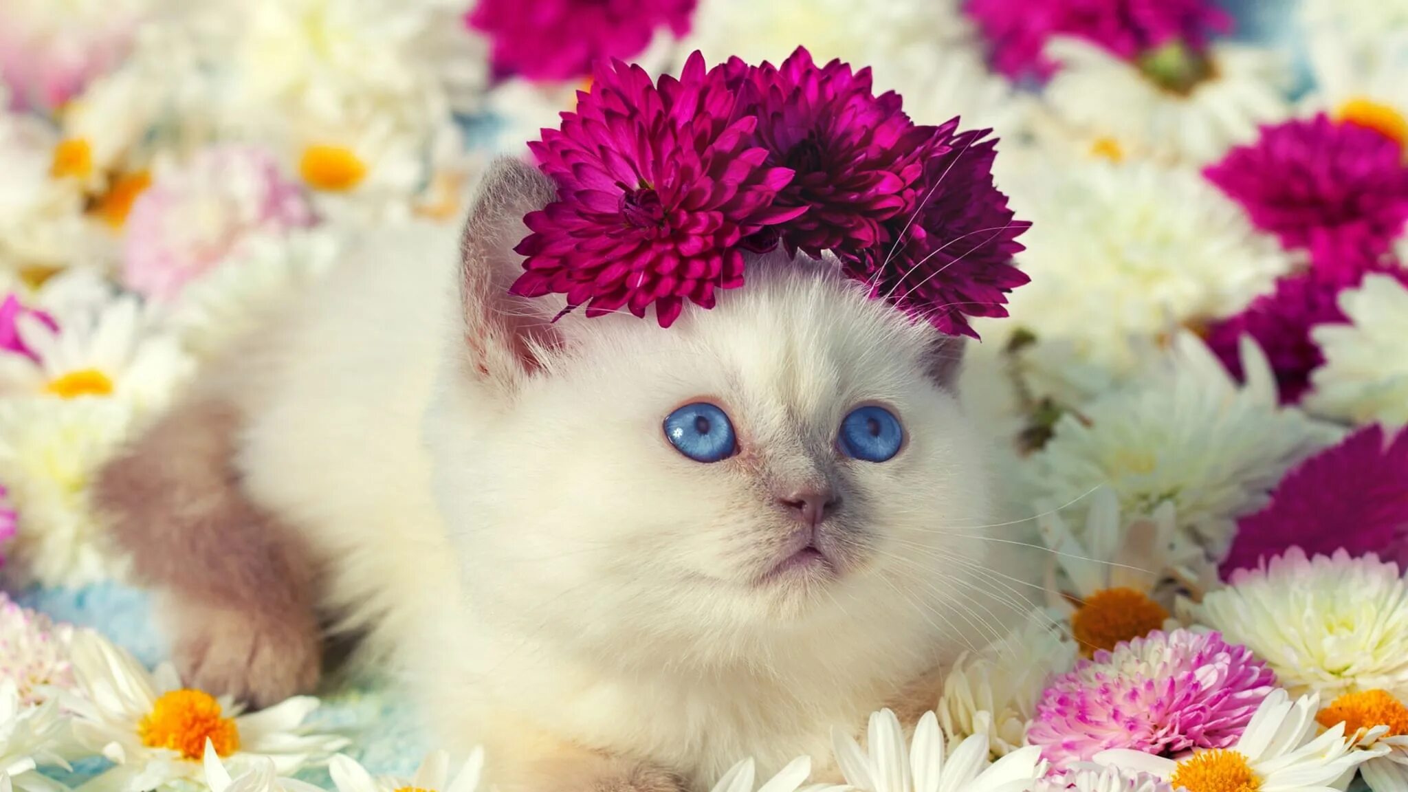 Красивый котик фото скачать бесплатно Познавательный час "Про котов, котят и кошек" 2021, Большесельский район - дата 