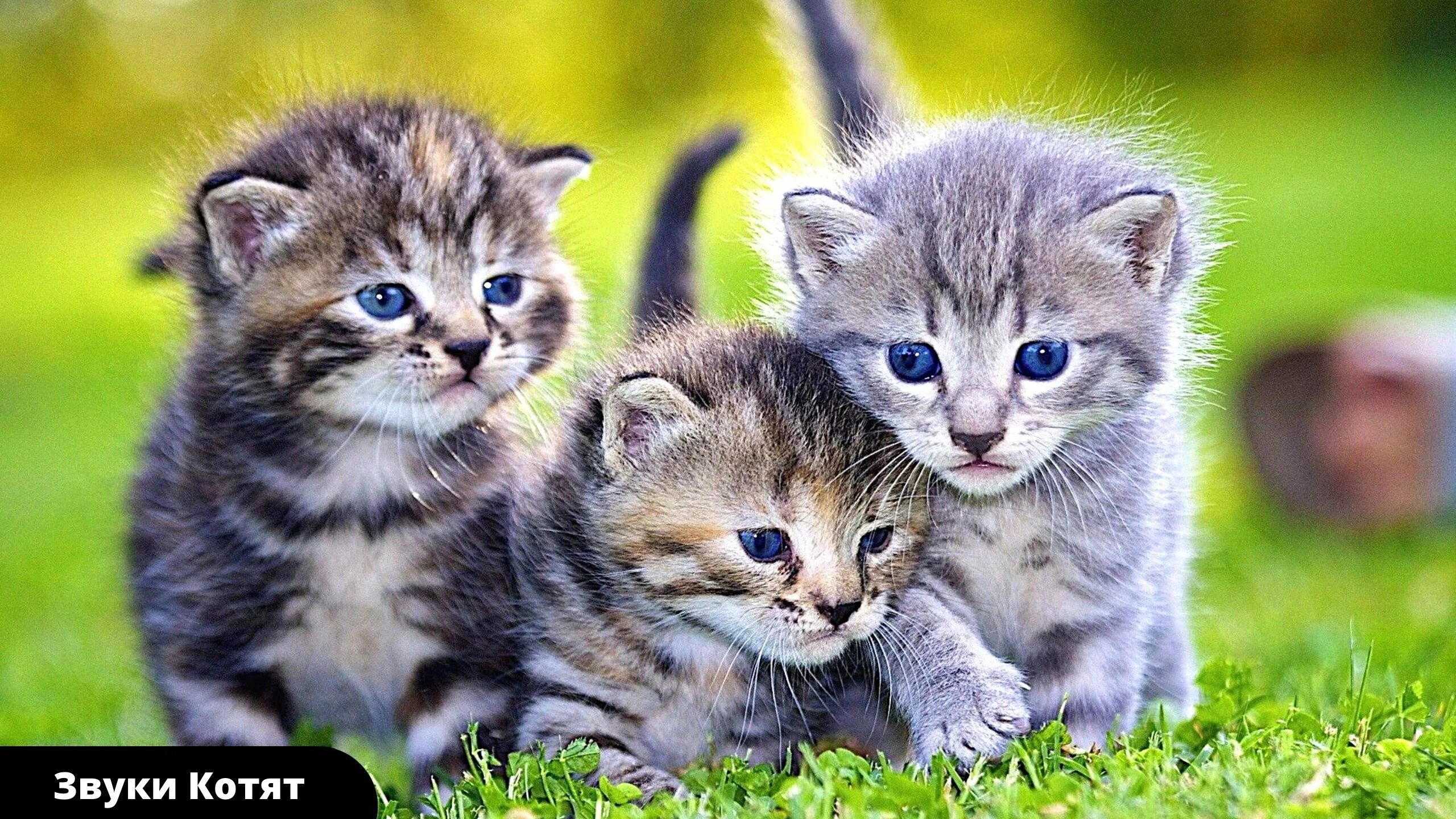 Красивый котик фото скачать бесплатно Мяуканье кошек и котят - звуки кошек Звуки кошки и котят - смотреть видео онлайн