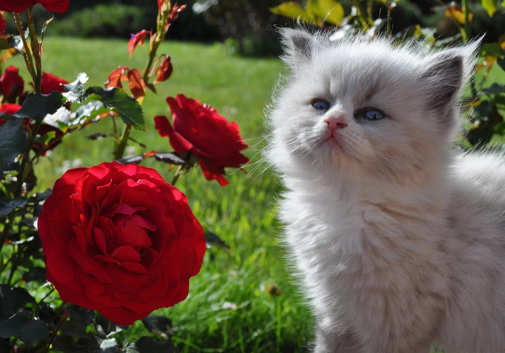 Красивый котик фото скачать бесплатно Wallpaper : kitten, fluffy, face, rose, grass, look 2048x1432 - wallpaperUp - 10