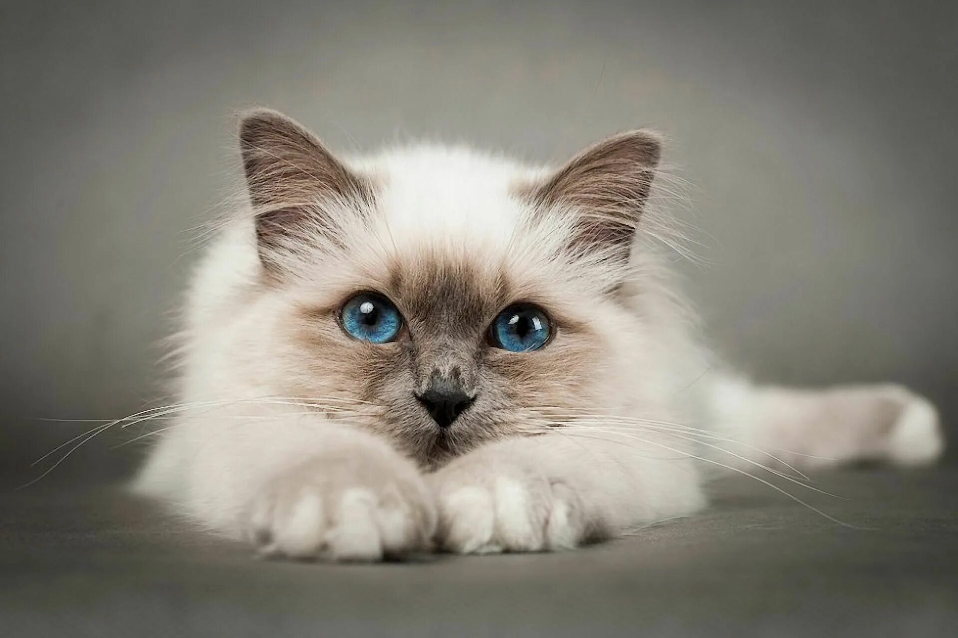 Красивый котик фото скачать бесплатно Блиц-фотоконкурс "Мое пушистое счастье - 2022"