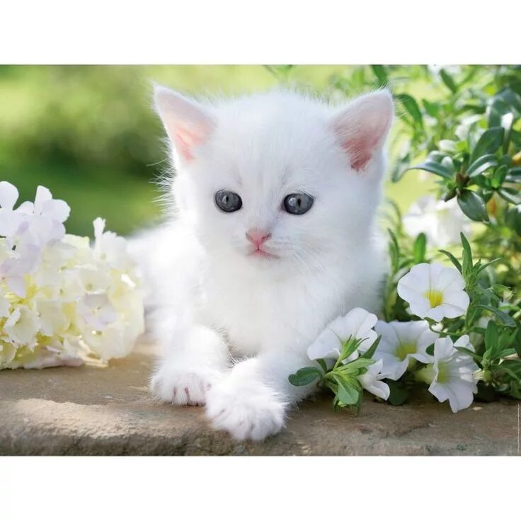 Красивый котик фото скачать бесплатно Pin von Julie auf Animaux mignons Baby katzen, Katzen, Süße baby tiere