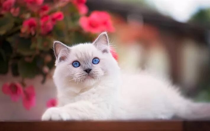 Красивый котик фото скачать бесплатно Download wallpapers Ragdoll, white fluffy kitten, blue eyes, pets, little cats, 