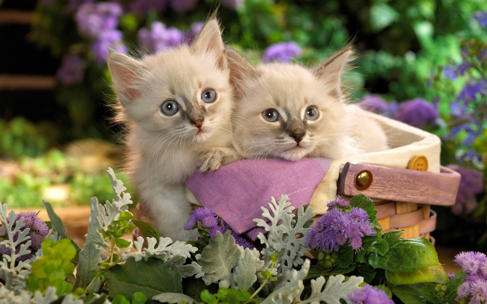 Красивый котик фото скачать бесплатно Download Cute Spring Twin Kittens Wallpaper Wallpapers.com