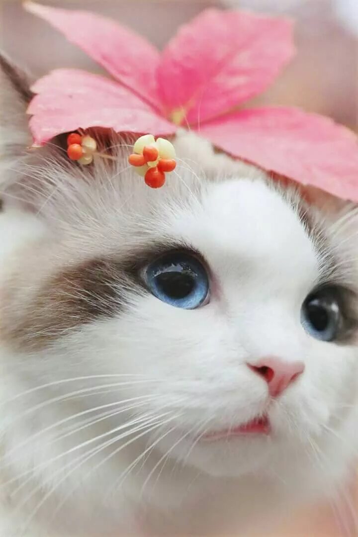 Красивый котик фото скачать бесплатно Pin on Cosas de Mascotas Pretty cats, Cute cats, Cats