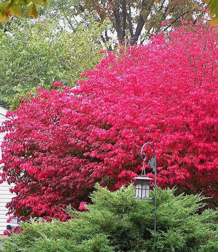 Красивый кустарник для сада фото и название Black Walnut Tolerant Plants. Burning Bush. Canadale Nurseries Ltd. Ornamental t