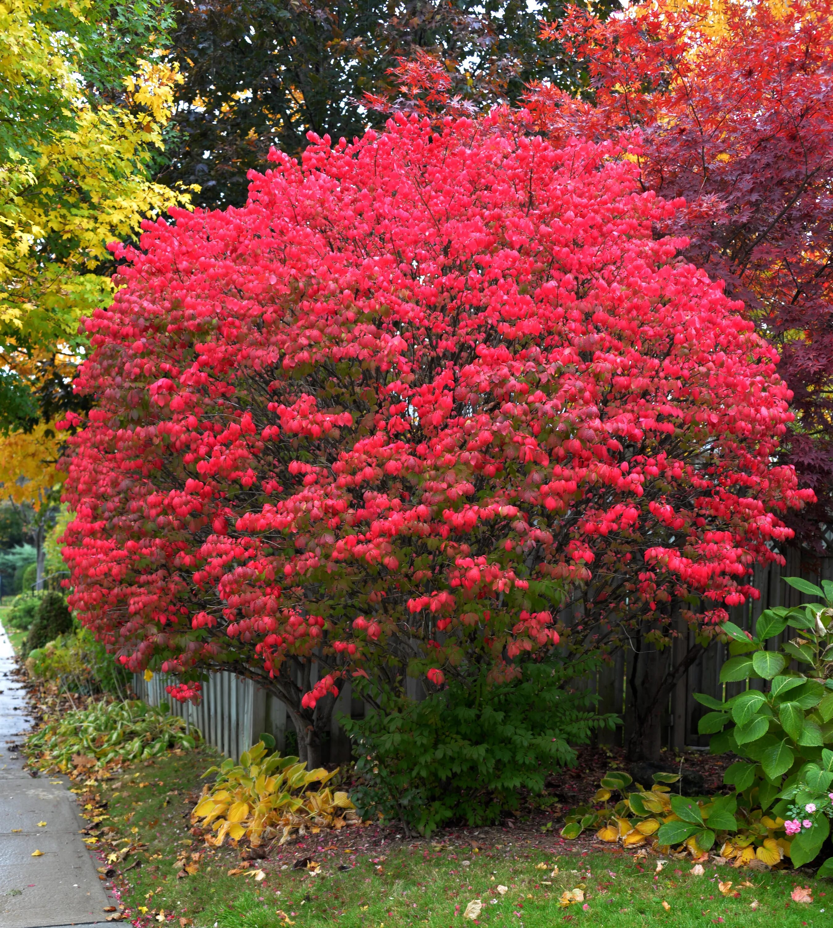 Красивый кустарник для сада фото и название Файл:Euonymus alatus Toronto.JPG - Вікіпедія