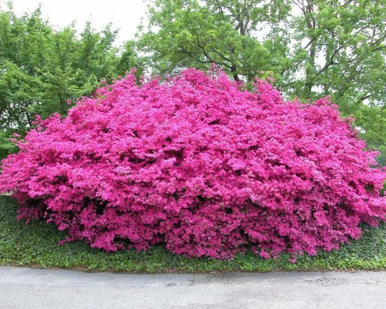 Красивый кустарник для сада фото и название Кусты для сада многолетние