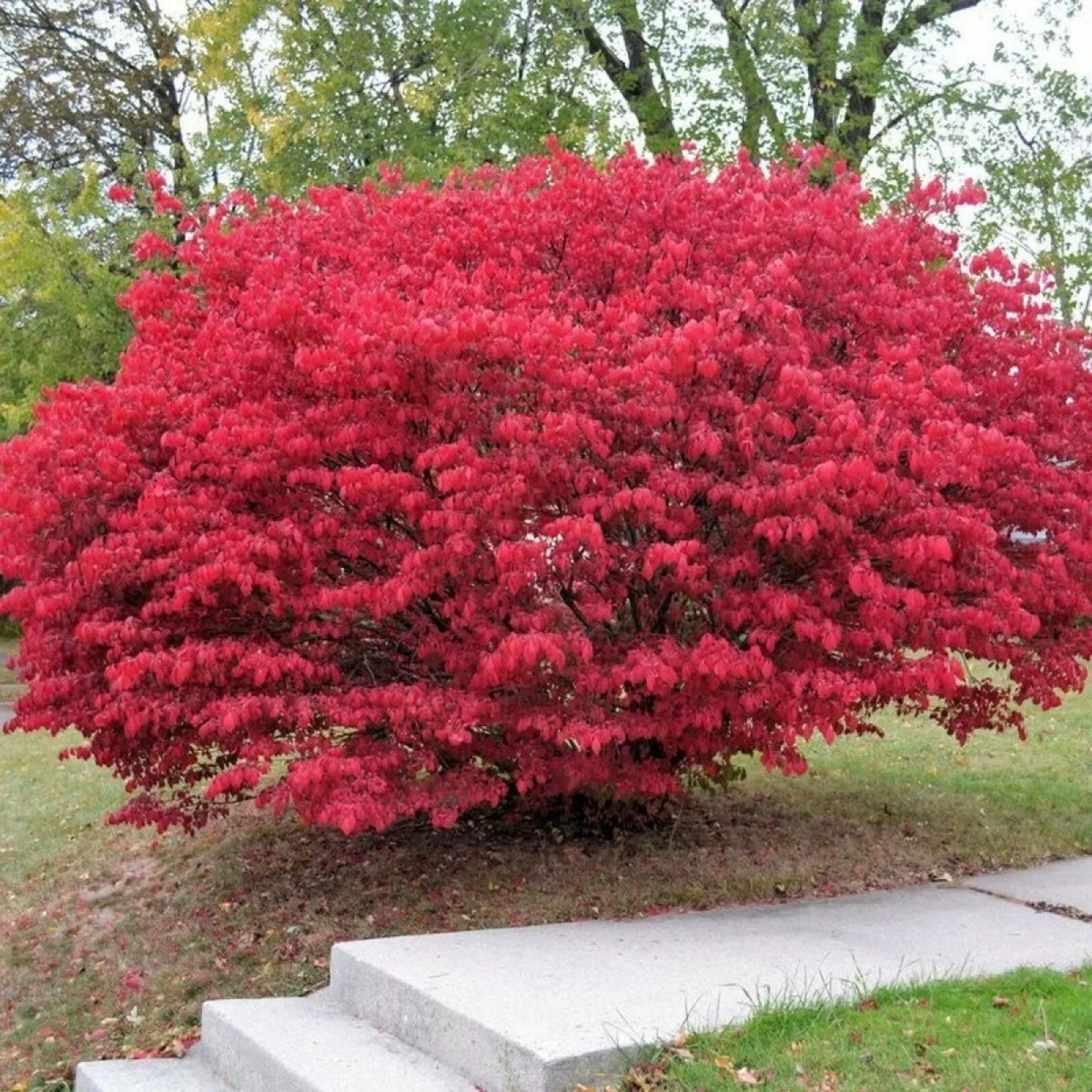 Красивый кустарник для сада фото и название Саженец Бересклет европейский "Red Cascade", Горшок C3, Лето 2024 (10522593) - К