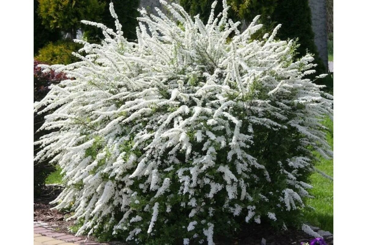 Красивый кустарник для сада фото и название Спирея серая ГРЕФШЕЙМ (Spiraea cinerea `Grefsheim`) купить в Новосибирске на вес