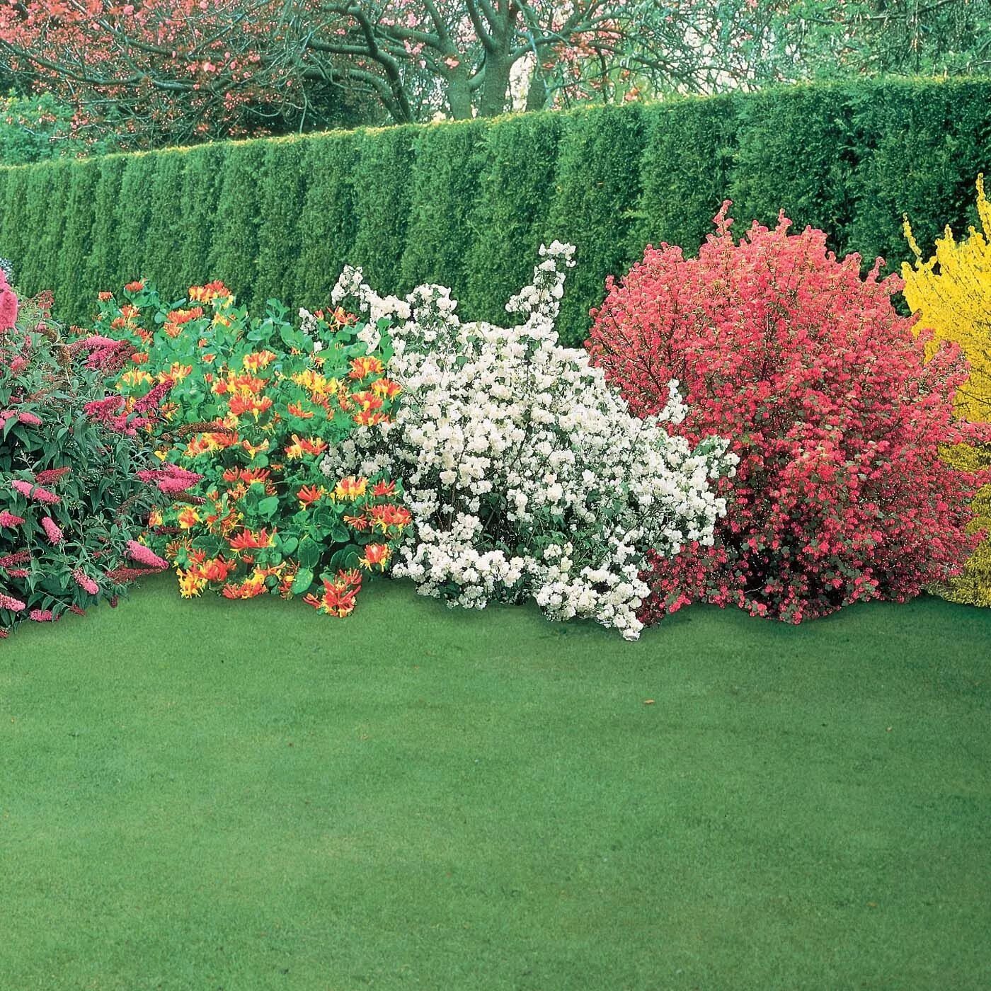 Красивый кустарник для сада фото и название Shrub Collection - Shrubs - Van Meuwen Landscaping shrubs, Landscaping trees, Hy