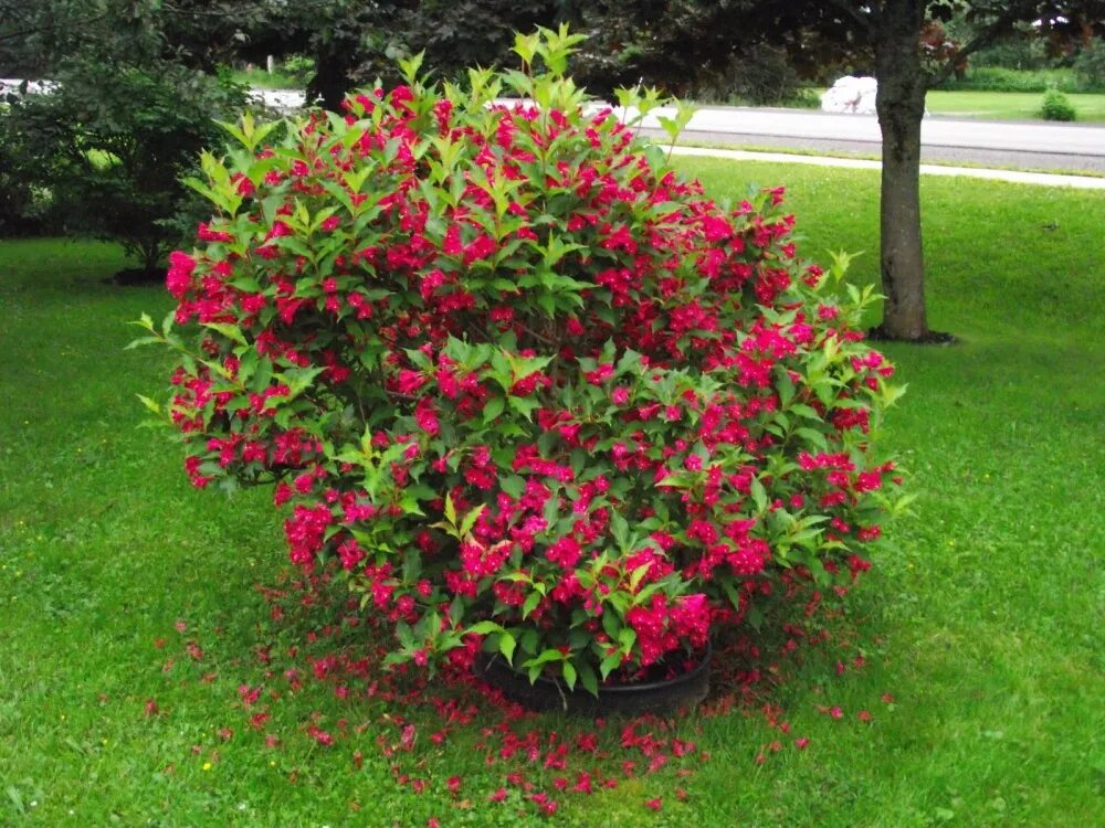 Красивый кустарник для сада фото и название Вейгела гибридная "All Summer Red", Олл Саммэ Ред